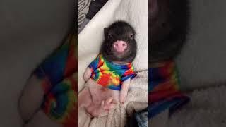 Cute video mini pig going to sleep #shorts