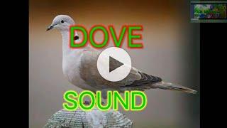 DoVE CALL MGA KA HUNTER