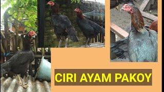 CIRI CIRI AYAM PAKOY