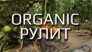  Бизнес на выращивании органической продукции