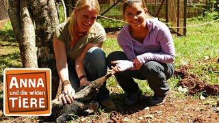 Wie schwer ist der Ameisenbär?  Reportage für Kinder  Anna und die wilden Tiere