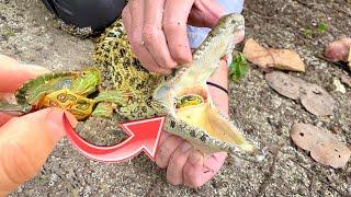 RESCUED  BABY TURTLE FOUND SWALLOWED BY CROCODILE  WILL WE SAVE HIM ?