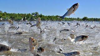 WoW  Fishermen Fishing Catch a Lot of Fish on River - Big Catch hundreds of tons of fish