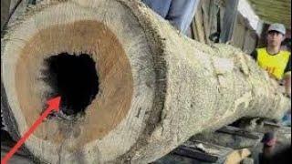 KAYU BOLONG ada penampakantersambar petir  mendadak kayu di tebang chainsaw digergaji bandsaw