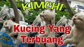 Kimchi Kucing Sakit yang terbuang