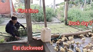 Duck 7 days. Start eating duckweed follow the clean water _ Interesting country farm A Co 1950