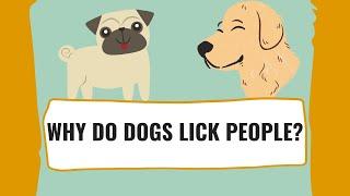 Why Do Dogs Lick People?