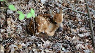 BABY DEER  BECOMES 8 POINT BUCK  -  WATCH HIM GROW