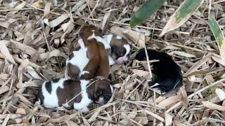 Hungry and cold 4 newborn puppies lay on a pile of dry leaves crying loudly for their mother