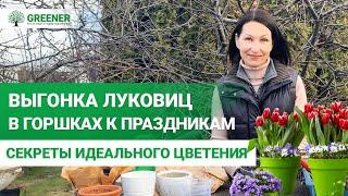 ЛУКОВИЧНЫЕ в ГОРШКАХ и НА ВЫГОНКУ Как и когда сажать? МНОГОЯРУСНАЯ посадка