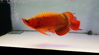 Best Types of Super Red Arowana  Beautiful Short Body Arowana