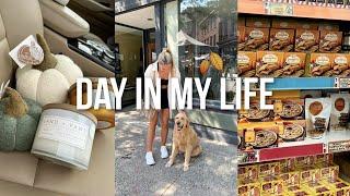 FALL VLOG trader joes haul homegoods decor pumpkin cold brew + more