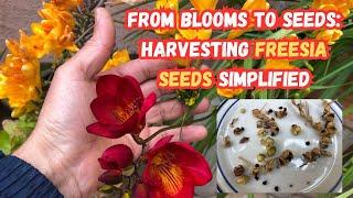 From Blooms to Seeds Harvesting Freesia Seeds Simplified #freesia #flowers #gardeningtips #garden