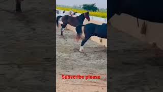 funny horse funny horse videos horses cute moment of the horses