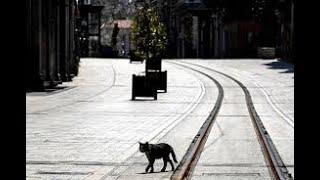 Turkey under lockdown Cats seem to be the new sultans of Istanbul