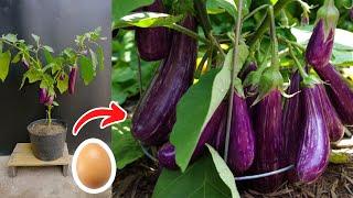 How to Grafting Eggplant Use eggs to get a lot of fruit