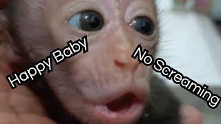 Proper Way To Comfort A Baby Monkey - No Screaming