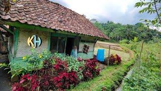 Bikin Betah Tinggal Disini Rumah Ibu Ini Di Tengah Sawah Suasana Asri dan Damai