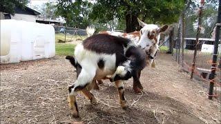 Autofellatio Oral Self Stimulation in Male Goats
