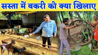 सुधीर सर से जाने कम खर्चे में बकरी को क्या खिलाए  Goat feed management  Goat farming