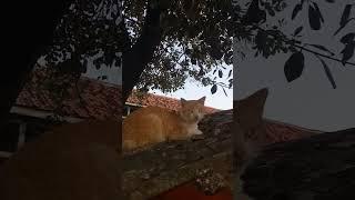 Kucing ganteng di atas atap