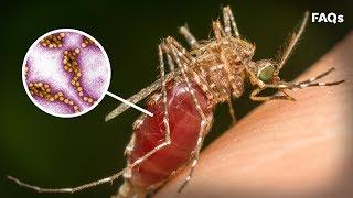 Mosquito season How to identify symptoms of West Nile virus  Just The FAQs