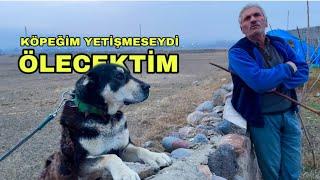 KANGAL KÖPEĞİM HAYATIMI KURTARDI —BEŞONUN ESKİ SAHİBİ HASAN AMCA