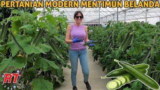 MODERN AGRICULTURE AND HARVESTING CUCUMBER IN GREENHOUSE  CUCUMBER AGRICULTURAL TECHNOLOGY
