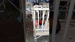 Dalingding Ayam Pelung Jajangkar milik Haji Uyung Garut terbukti Juara
