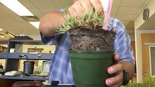 Distinguishing between centipede carpetgrass and St. Augustinegrass