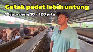 BREEDING SAPI LEBIH UNTUNG DARI PADA PENGGEMUKAN ‼️