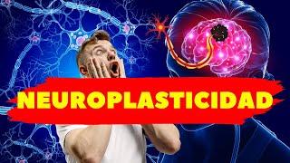 NEUROPLASTICIDAD Plasticidad cerebral NEUROCIENCIA