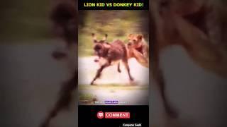 SAVAGE AMBUSH Lion Attacks Donkey Kid in African Village #animals #wildlife