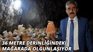 Divle obruk peyniri Fransızların rokfor peynirine rakip