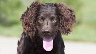 Boykin Spaniel