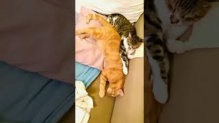 Cats Good Night ⭐️ #catlovers #catslove #katzenliebe #katzenleben #sweetcats #sweetcatsvideos