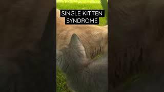 SINGLE KITTEN SYNDROME