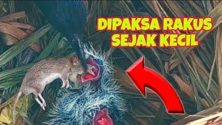 SELAIN DIBERI MAKAN DAGING SEGAR BERGIZI INDUK BURUNG BUBUT JUGA