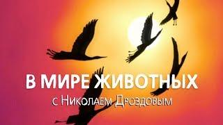 В мире животных с Николаем Дроздовым. Выпуск 61.