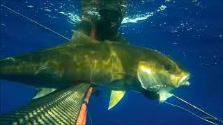 60 kg di Ricciole e Ricciolone - MaggioLuglio 2018 #spearfishing #amberjack #hugeamberjack #deepamb