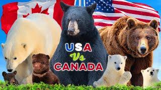 Which Country Has The Most Bears?