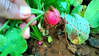 طريقة جنونية لزراعة الفجل البلدي في المنزل Radish cultivation