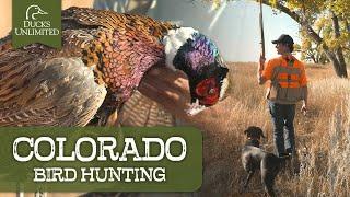 Ultimate Colorado Hunting Adventure Pheasant & Duck Hunting  DU Nation