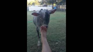 Cow Bri cleans foot