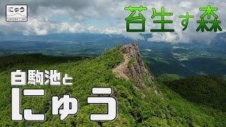 【登山】白駒池とにゅう -苔生す森-