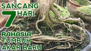 CUKUP SEMINGGU  CARA AKAR BARU BONSAI SANCANG TUMBUH