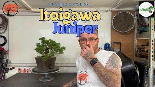 Itoigawa Juniper Bonsai - Pruning and Shaping