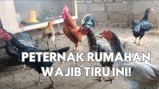 Peternak rumahan wajib tau‼️ agar anak ayam cepat besar.