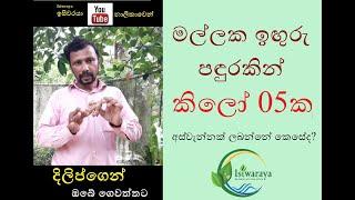 Episode 07 මල්ලක ඉඟුරු වගා කරන්නේ කෙසේද?  How to Grow Ginger in a pot  iguru wagawa