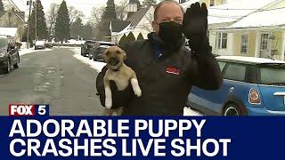 Adorable puppy crashes reporters weather report on live TV  FOX 5 DC